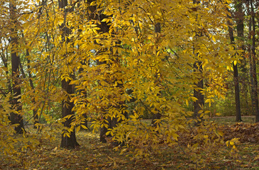 Golden leaved ash trees in autumn
