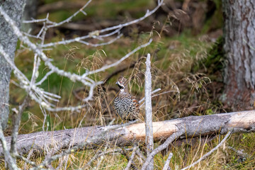 a hazel grouse, tetrastes bonasia,  perching on a branch