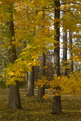 Trees in the fall with golden leaves