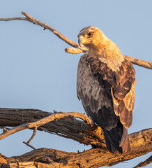 Tawny Eagle