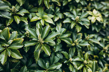 Japanese pachysandra or Pachysandra terminalis. Beautiful nature Green plant background.