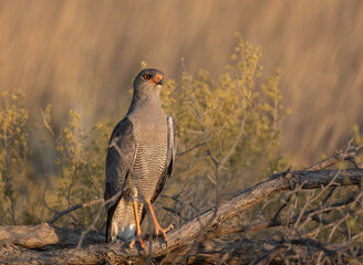 southern pale chanting goshawk