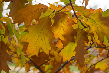 Naklejka na ściany i meble Backlit red oak leaves in the fall