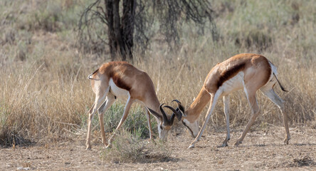 Naklejka premium springbok