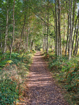 A path through trees and fallen leaves in late afternoon sunshine at the end of the summer. Taken in a public park in Suffolk, England in the UK.