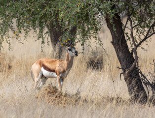 springbok