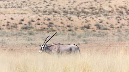 Oryx