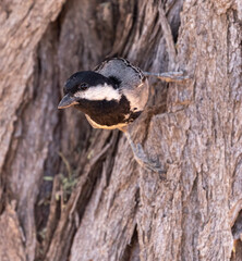 grey tit