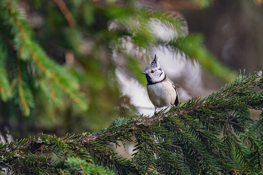 a european crested tit, lophophanes cristatus, perched on a twig from a spruce