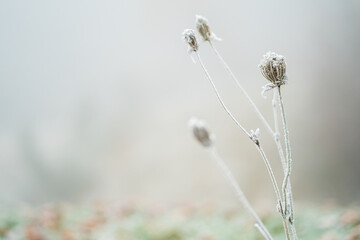 Close-up of frost covered wild carrot on a winter field with blurred background. Stalk of dry daucus carota flower, negative space.