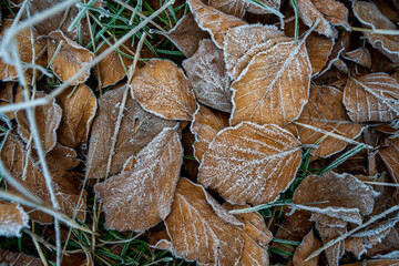 Piles of fallen leaves during the frost when the decomposition process begins. Close-up of dry brown leaves covered with ice before the coming of winter.
