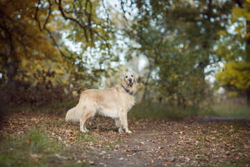 golden retriever dog in autumn