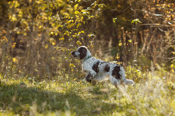 english springer spaniel dog in autumn	
