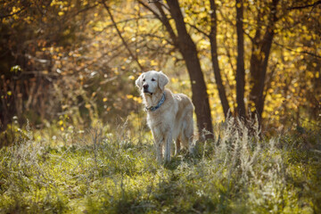 golden retriever dog in autumn