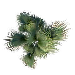 Top view of Plant (Washingtonia filifera desert fan palm 1) Tree png