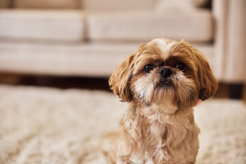 Cute shih tzu dog at home looking a camera.