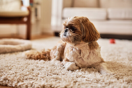 Cute shih tzu dog relaxing on carpet at home.