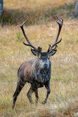Fototapeta premium red stag, cervus elaphus, in the rutting season on the mountains at a autumn evening