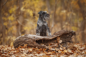 miniature schnauzer dog in autumn