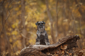 miniature schnauzer dog in autumn