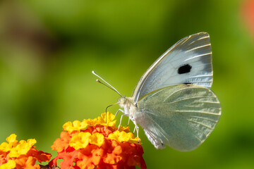 Large white
