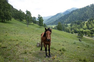 A beautiful horse grazes on a green meadow in the mountains.