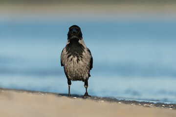Hooded crow looking for food at the Baltic Sea shore