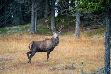 Naklejka na ściany i meble red stag, cervus elaphus, in the rutting season on the mountains at a autumn evening