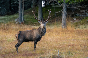 red stag, cervus elaphus, in the rutting season on the mountains at a autumn evening