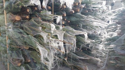 viele in weiße Netze verpackte Weihnachtsbäume aufgestapelt 