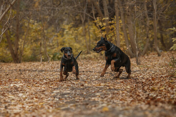 running two doberman pinscher dogs