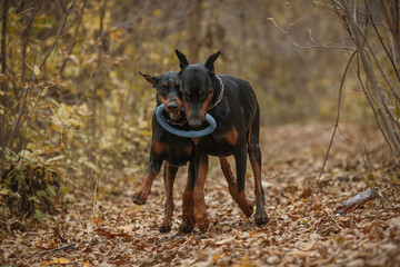 running two doberman pinscher dogs