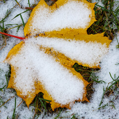 Yellow autumn foliage covered with snow on the lawn