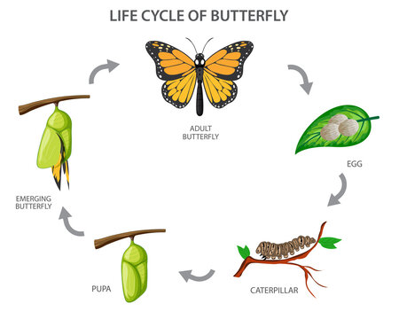 Lifecycle of Butterfly vector illustration