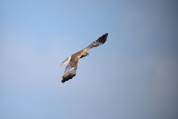 bird, himmel, fliegender, fliege, weiß, flügel, aufsteigend