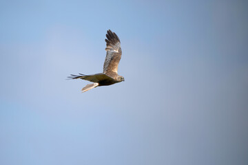 bird, himmel, fliegender, fliege, weiß, flügel, aufsteigend