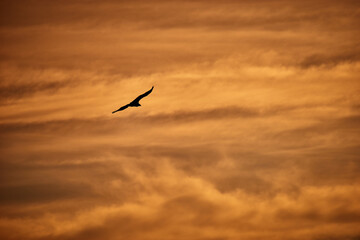FRANCE - VULTURE - SKY - SUNSET