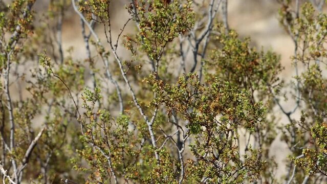 Green bifoliolately compound opposite distally mucronate entire resinous obliquely lanceolate leaves of Larrea Tridentata, Zygophyllaceae, native shrub in the El Paso Mountains, Autumn.