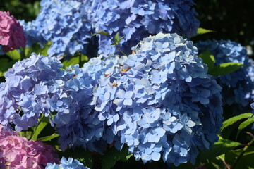 紫陽花