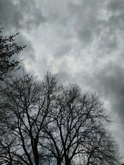 Obraz na płótnie Canvas tree and clouds
