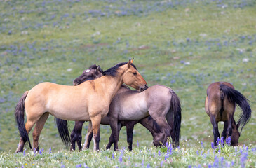 Wild Horses in Summer in the Pryor Mountains Montana