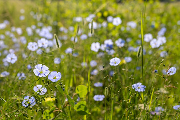 Obraz na płótnie Canvas Sunlight Shines Through Blue Flax Blossoms In Thick Grassy Field