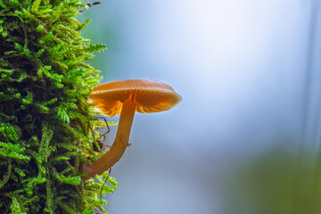 Closeup shot of mushroom growing on a moss