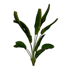 Front view of Plant (Strelitzia Nicolai Bird of Paradise 3) Tree png