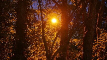 Un coin d'un parc ou celui d'une rue, zone urbaine éclairé par des lampadaires jaunes, avec un peu de nature, début d'automne, photo de nuit ou de soirée, avec un peu de brume. 