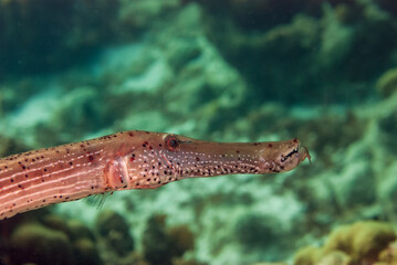 Yellow Trumpetfish on a tropical coral reef in Bonaire Marine Park