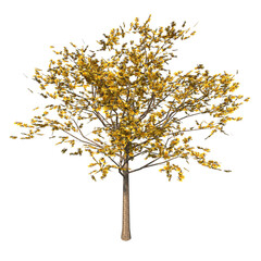 Front view of Plant (Handroanthus albus golden trumpet tree 2) Tree png