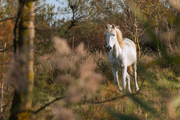 Cheval blanc de Camargue dans le sud de la France. Chevaux élevés en liberté au milieu des taureaux Camarguais dans les étangs de Camargue. Dressés pour être montés par des gardians.