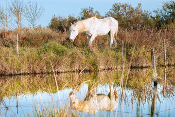 Fototapeta premium Cheval blanc de Camargue dans le sud de la France. Chevaux élevés en liberté au milieu des taureaux Camarguais dans les étangs de Camargue. Dressés pour être montés par des gardians.
