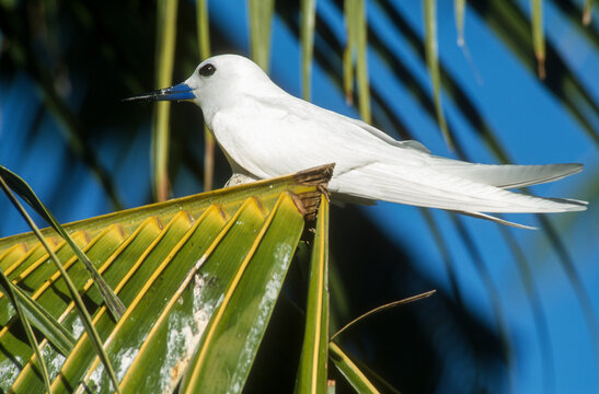 Gygis blanche, nid,.Gygis alba, White Tern, Seychelles